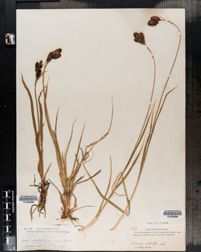 Carex