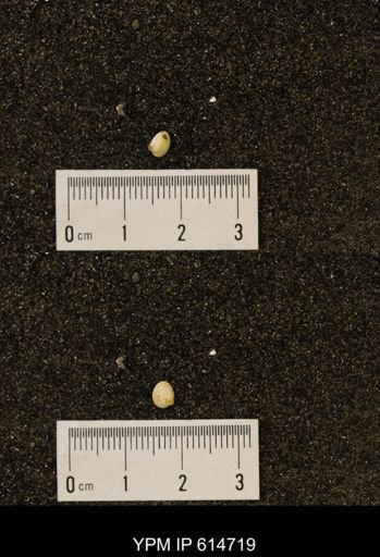 Limopsis striatopunctatus