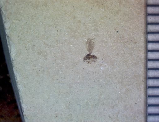 Brachycera