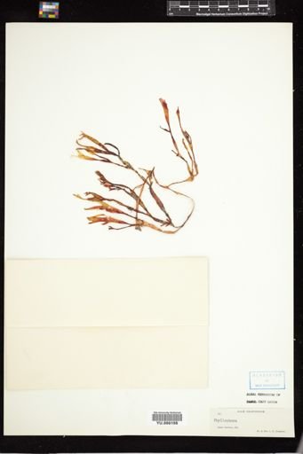 Phyllophora