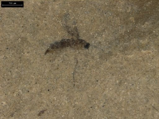 taxon undetermined