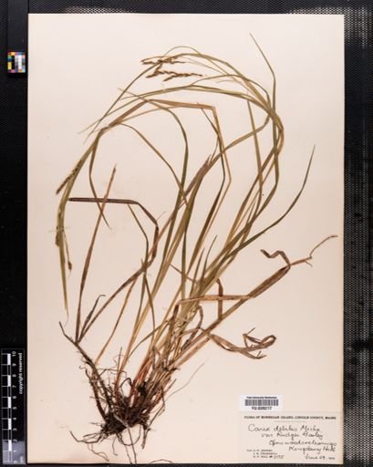 Carex debilis