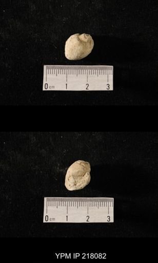Sphaerodoma sp.