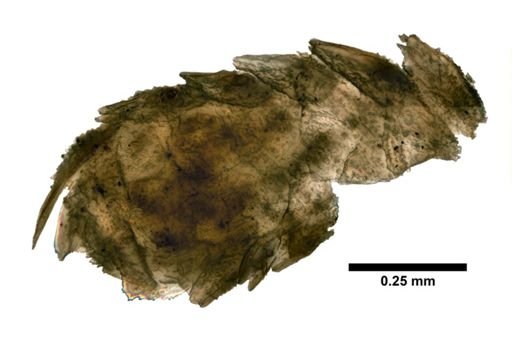 Primnoa pourtalesii