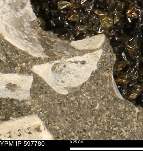 Limopsis striatopunctatus