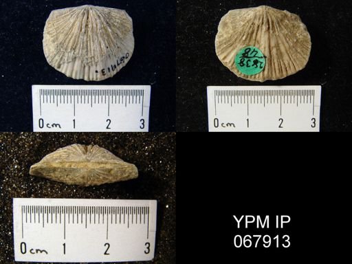 Orthostrophia strophomenoides
