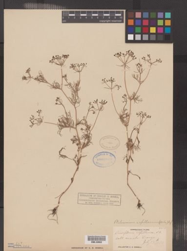 Ptilimnium capillaceum