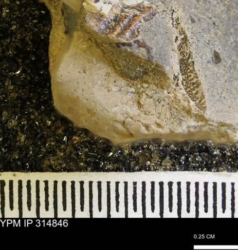 undet. Mollusca