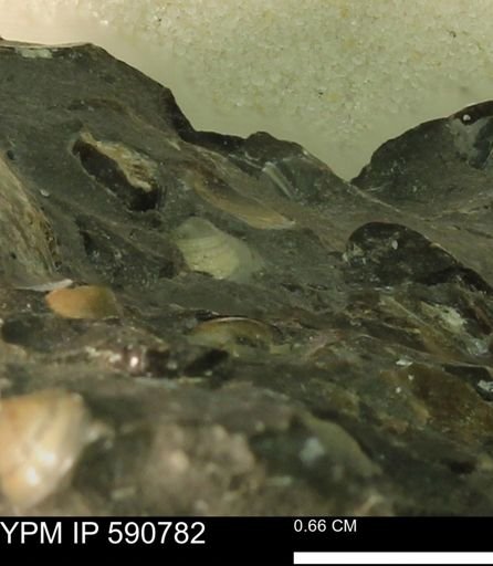 undet. Bivalvia
