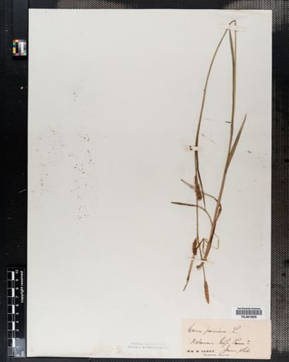 Carex panicea