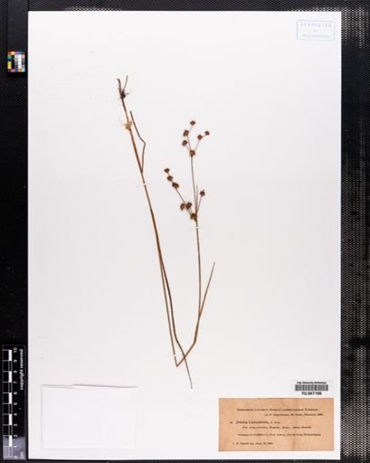 Juncus canadensis