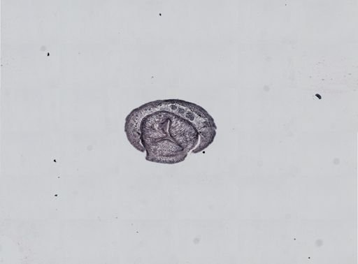 Plagiostomum cinctum