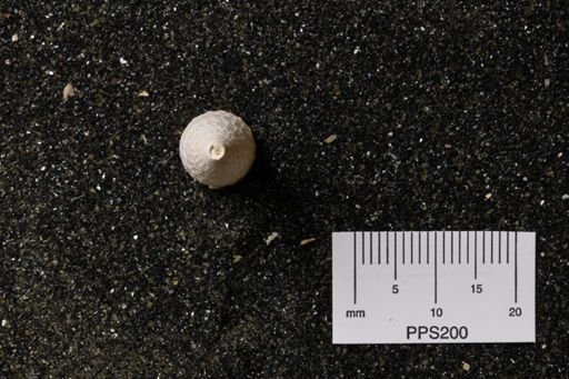 Turritella wagneriana