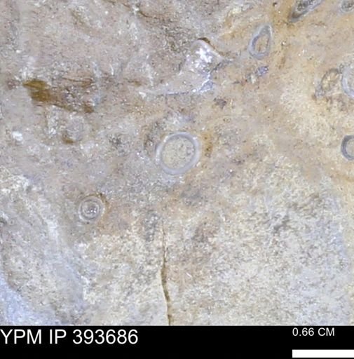 undet. Serpulidae