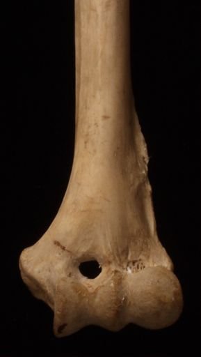 Pan troglodytes troglodytes