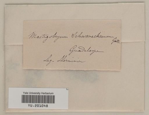 Bazzania schwaneckeana