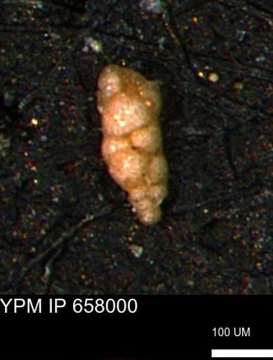 Verneuilinoides kansasensis