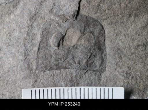 Eurypterus sp.
