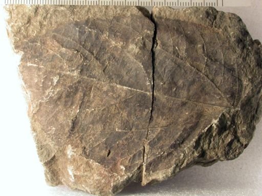 Angiospermopsida