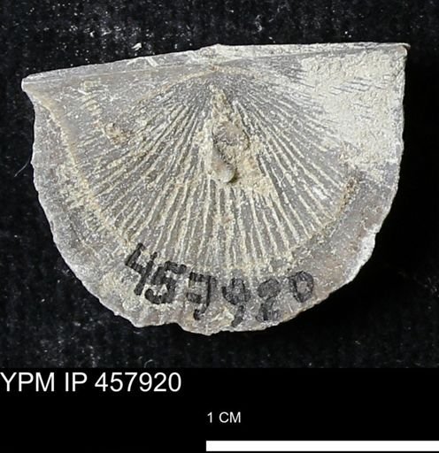 Strophodonta sp.