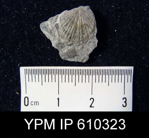 Anoplotheca planoconvexa
