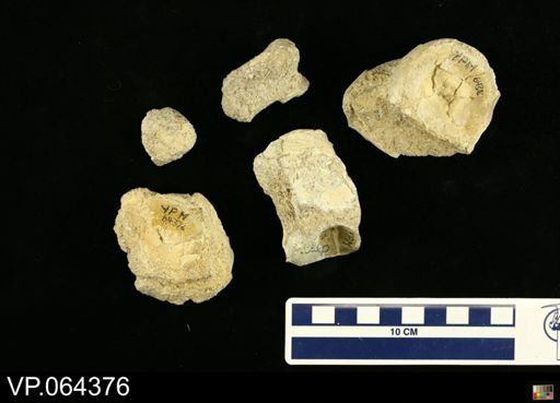 undet. Plesiosauridae
