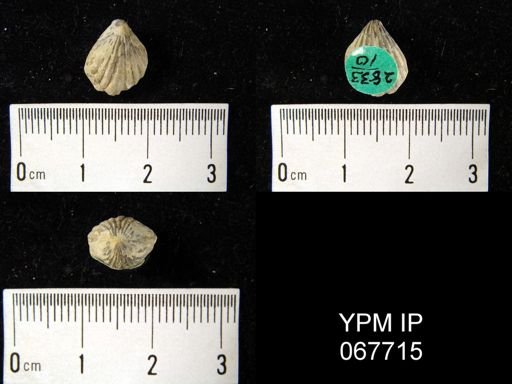 Rhynchospira formosa