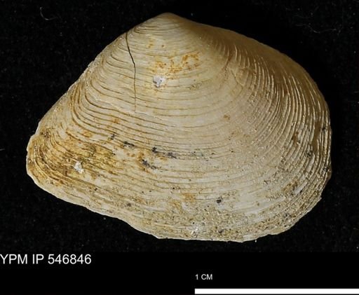 Cumingia tellinoides