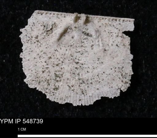 Stropheodonta perplana