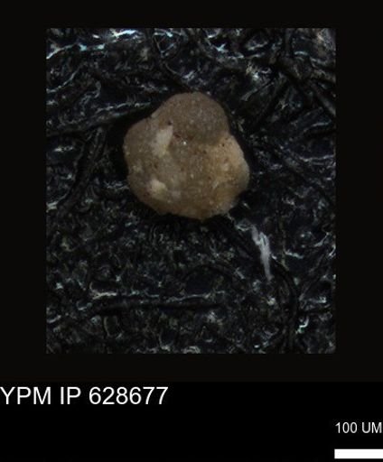 undet. Foraminiferida