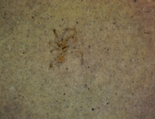 undet. Araneae