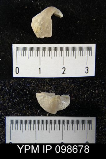 Gypidula roemeri simplex