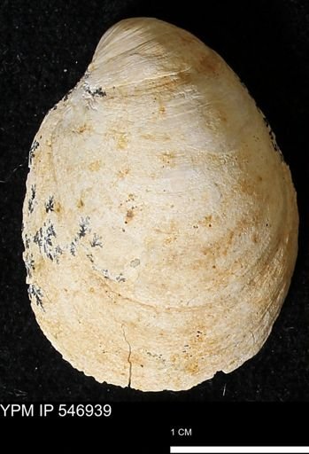 Crepidula fornicata