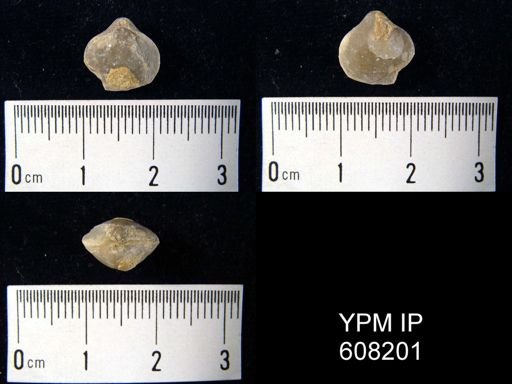undet. Athyridida