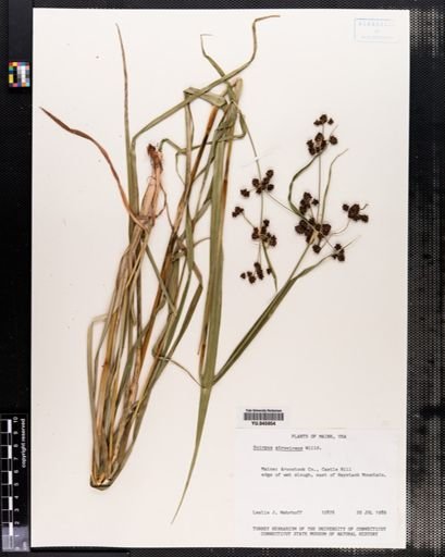Scirpus atrovirens