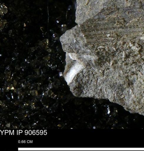 undet. Mollusca