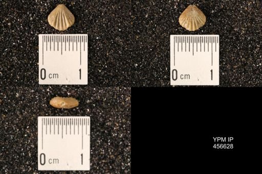 Rhynchonella dentata