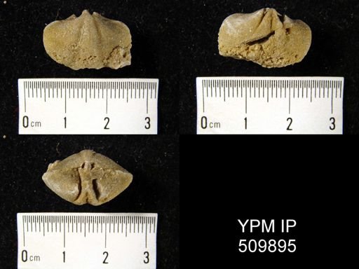 undet. Cyrtioidea