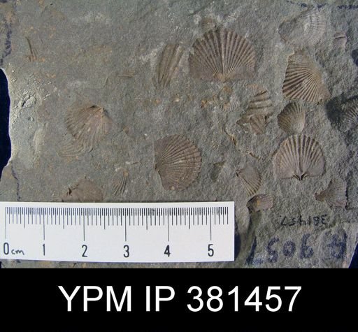 Tropidoleptus sp.