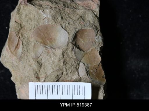 undet. Bivalvia
