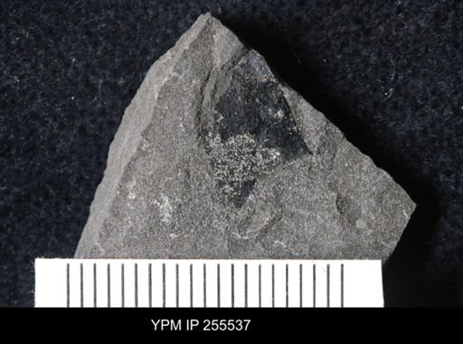 Eurypterida
