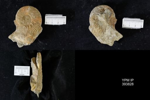 Prionocyclus?