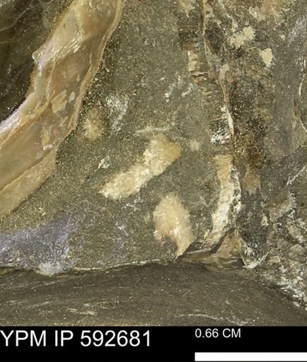 undet. Bivalvia
