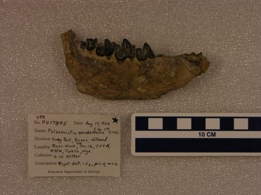 Palaeonictis occidentalis