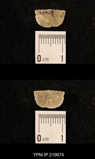 Chonetes granulifer