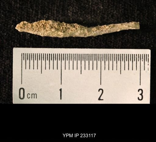 Archaeocidaris sp.