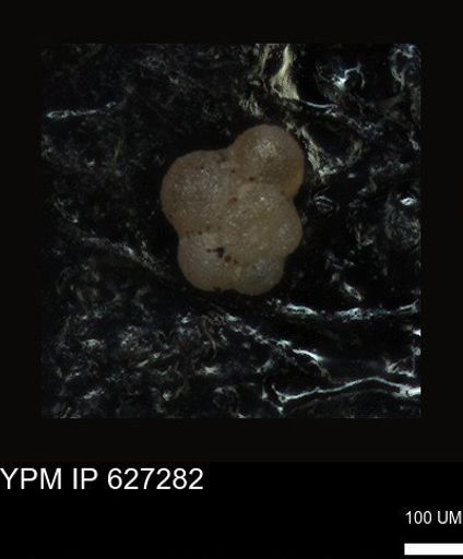undet. Foraminiferida
