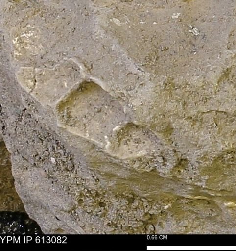 undet. Gastropoda