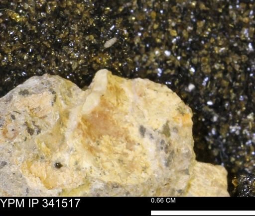 Scaphites sp.