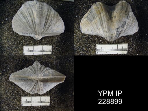 Neospirifer latus